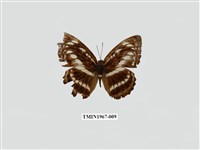 藏品(異紋帶蛺蝶)的圖片